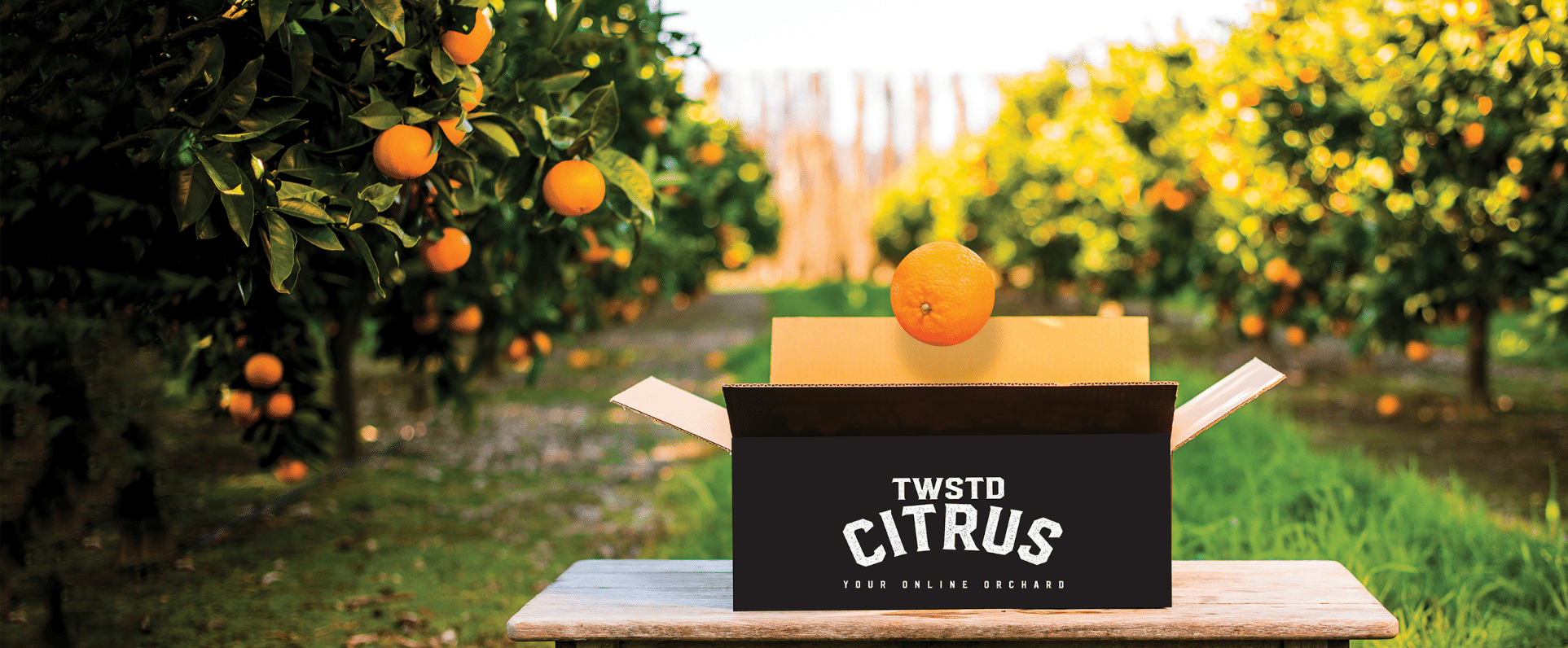 Twisted Citrus Add a heading (1).png